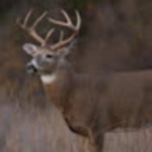 Meet your Posher, Trey